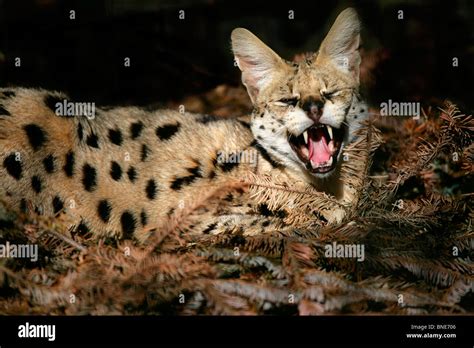 Close Up Of A Serval Cat Felis Serval Yawning Stock Photo Alamy