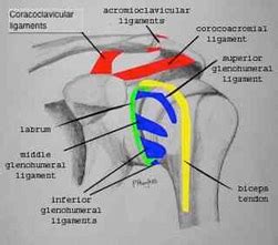 The tfcc is located on the ulnar aspect of the wrist joint between the ulna and the lunate and triquetrum of the proximal carpal row. Shoulder Anatomy - Ligaments | The Upper Limb Centre ...