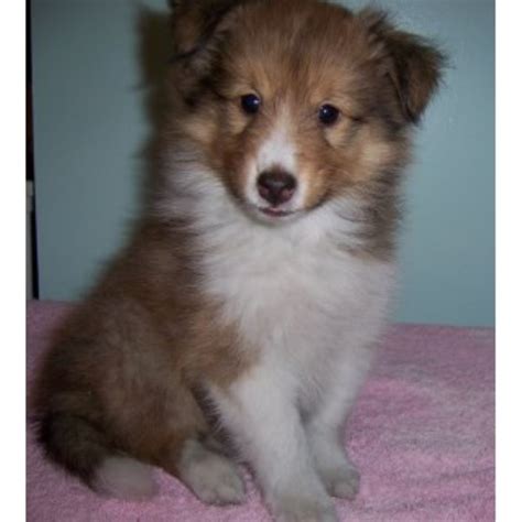 To learn more about each adoptable dog, click on the i icon for some fast facts, or click on their name or. Shetland Sheepdog (Sheltie) puppies and dogs for sale and ...