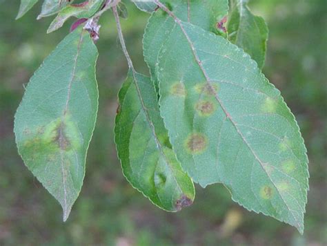 Yellow Spots On Leaves Of Apple Trees