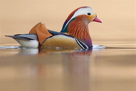 Mandarin Duck Aix Galericulata Info Details Facts And Images