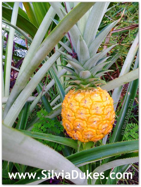 Growing Pineapple In Your Florida Garden