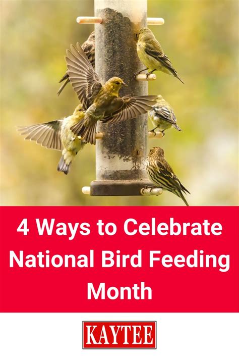 Four Birds On A Bird Feeder With The Words 4 Ways To Celebrate National