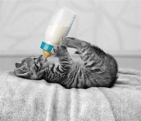 Kitten Drinking From Baby Bottle Cats Photo 36923309 Fanpop