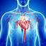 Male Cardiovascular System Artwork  Stock Image F006/1271 Science
