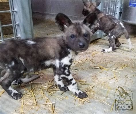 African Painted Dog Puppies 5 Facts You Did Not Know About African