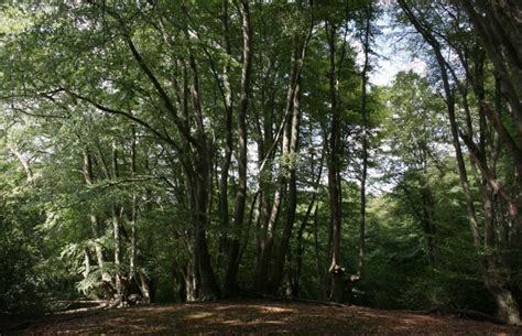 Epping Forest Insights And Inspiration Ancient Tree Forum