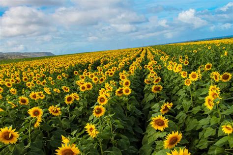 Sunflower Fields In Waialua On Oahus North Shore A Must See