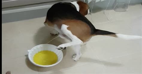 This Ridiculously Well Trained Dog Manages To Urinate In A Bowl Without