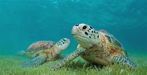 7 Datos Sorprendentes Sobre Las Tortugas Marinas National Geographic