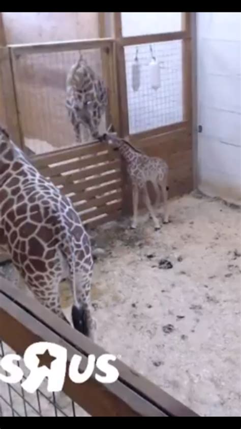 Video streaming giraffes watching web cam at the popular animal adventure park in the state of new york view live the popular oliver and johari giraffes . Pin by Lynn Hudock on April, Oliver, Tajiri, Azizi ...
