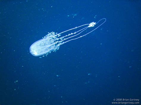 Box Jellyfish A Gallery On Flickr