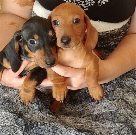 79 Dachshund Puppies For Rehoming Image Bleumoonproductions