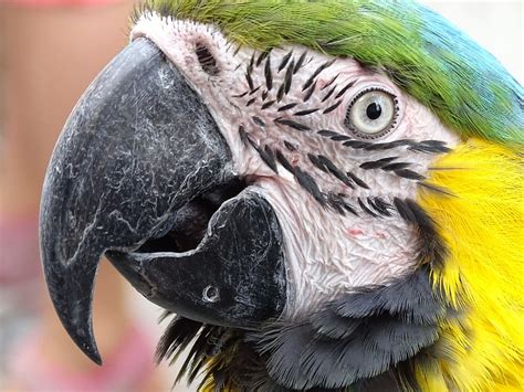 Free Download Close Up Photo Blue And Yellow Macaw Ara Parrot