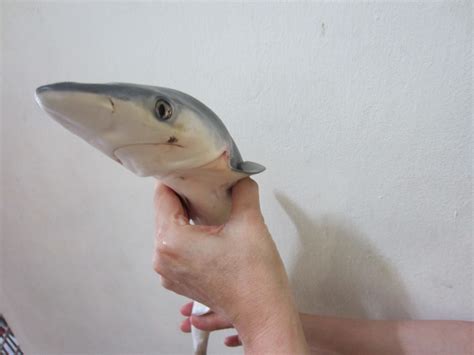 What does ikan yu mean in indonesian? Catatan Monie: petua bersiang ikan yu