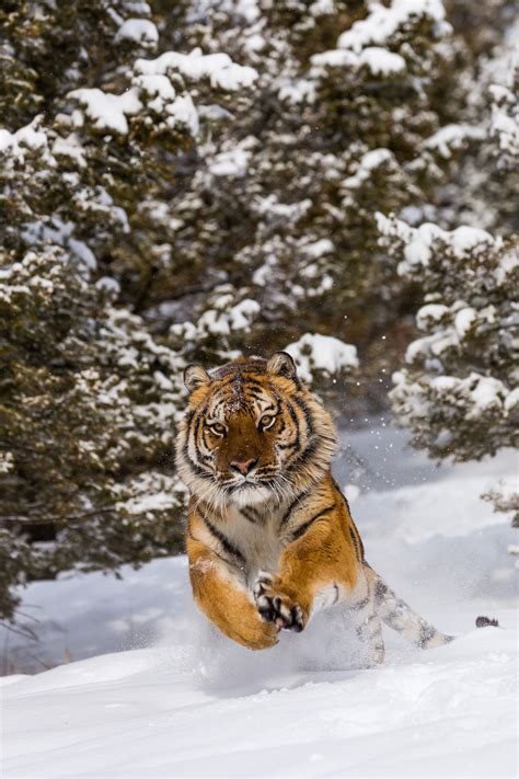 Tiger Jumping In Snow Panthera Tigris Animals Beautiful Wild Cats