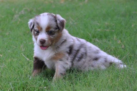 In general the australian shepherd is a hardy breed, but they do have some diseases that can be inherited. Thunder Mountain Aussies, Australian Shepherd Dog Breeder ...