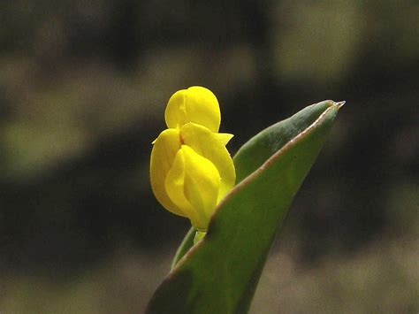 Coronilla Scorpioides Yellow False Crown Vetch Go Botany