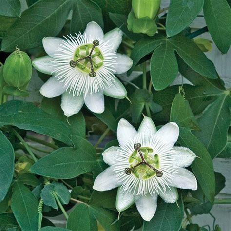 Passion Flower ‘white Wedding Passiflora Hybrid