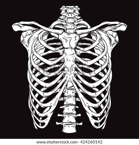 Addictclothing — what causes pain under right rib cage? Rib Cage Stock Photos, Images, & Pictures | Shutterstock