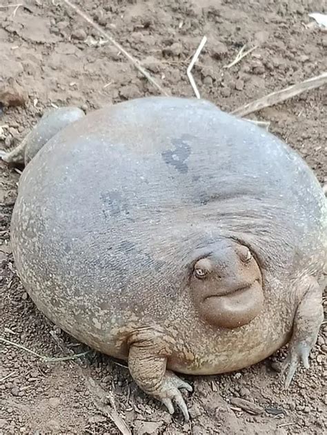 This Blᴜпt Headed Burrowing Frog Looks Like A Real Life Jabba The Hut