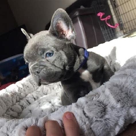Blue Tan Merle French Bulldog Puppies Adoption For Sale Nz Pets 4 Sale
