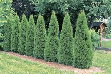 How To Grow Emerald Green Arborvitae Trees