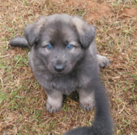 Blue German Shepherd Puppies For Sale Change Comin