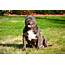 Stud Dog  CH American Bully Breed Your