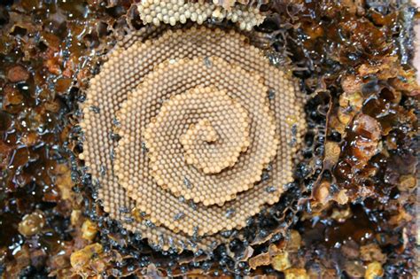 These Australian Bees Have Upped Their Architecture Game And Build
