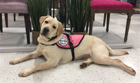 Service Dogs By Warren Retrievers Delivers Diabetic Alert Dog To Mystic