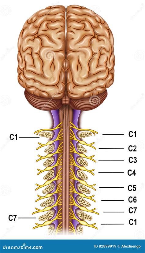 Cervical Plexus Nerves