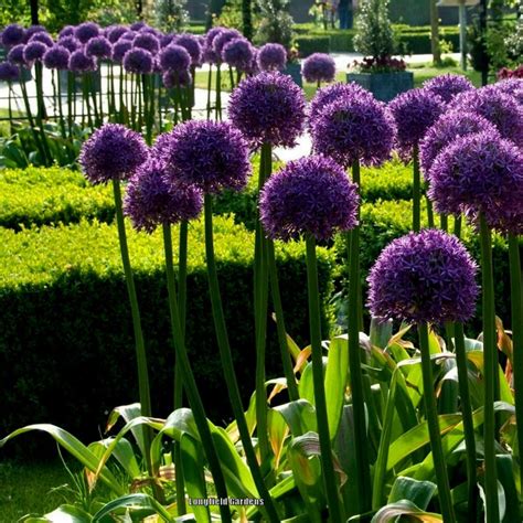 Graines de Ail Géant Allium giganteum Prix 1 95