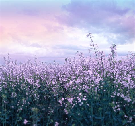 Free Stock Purple Flower Field Crop Musestouchme