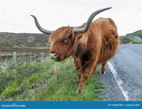 Highland Cow Grazing At Roadside Stock Photo Image Of Animal Isle