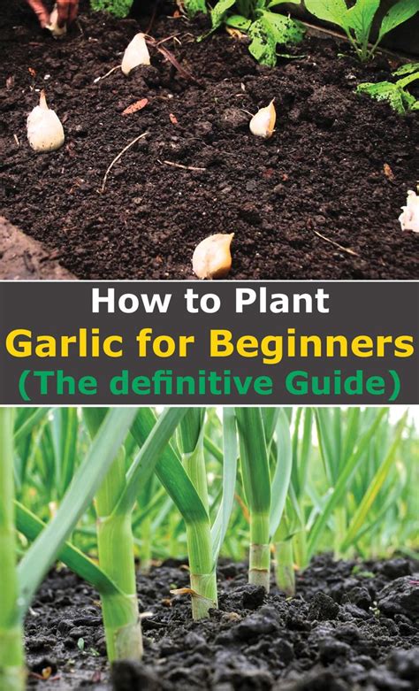 How To Plant Garlic For Beginners The Definitive Guide