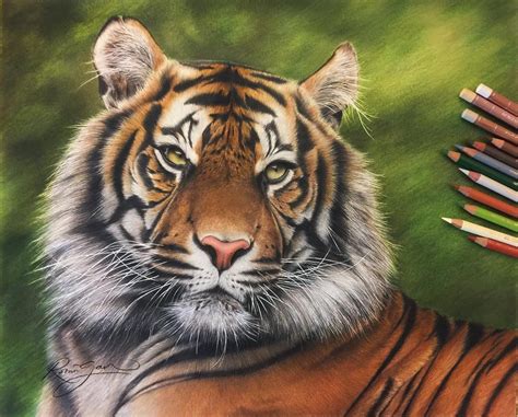 Realistic Drawings Of Animals In Color
