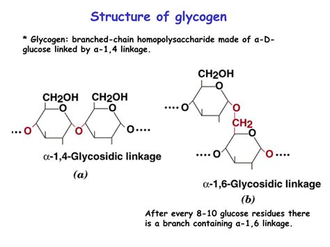 Ppt Structure Of Glycogen Powerpoint Presentation Free Download Id