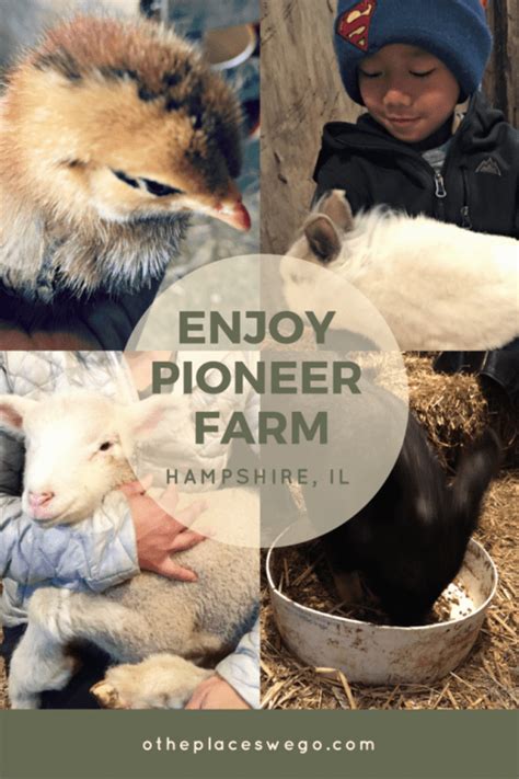 Enjoy Pioneer Farm Get Up Close And Personal With Farm Animals O The