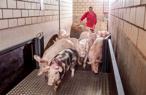 Bioseguridad En Granjas Porcinas Clave Para Mayor Producción En