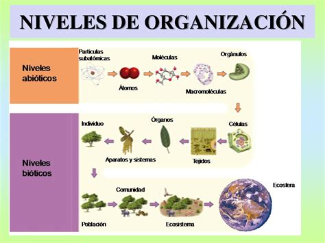 BiologÍa Para Chavos Característicascomposición Y Organización De