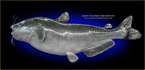 Blue Catfish Fish Mounts And Replicas By Coast To Coast Fish