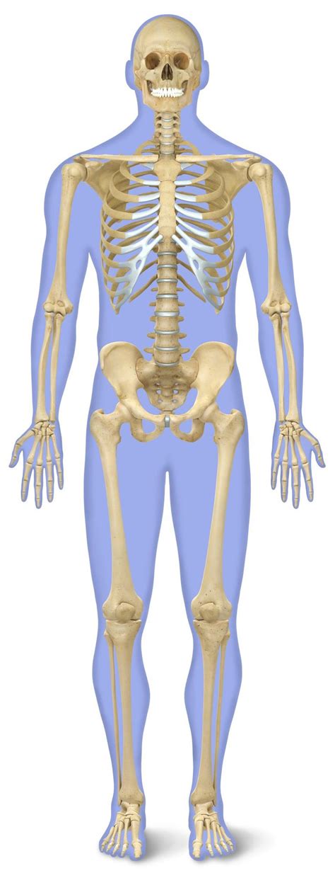 One bone from each side joins behind the frontal bone to form the sides and the roof of the cranium. DK Find Out! - Skeleton and Bones | Human anatomy, Human ...