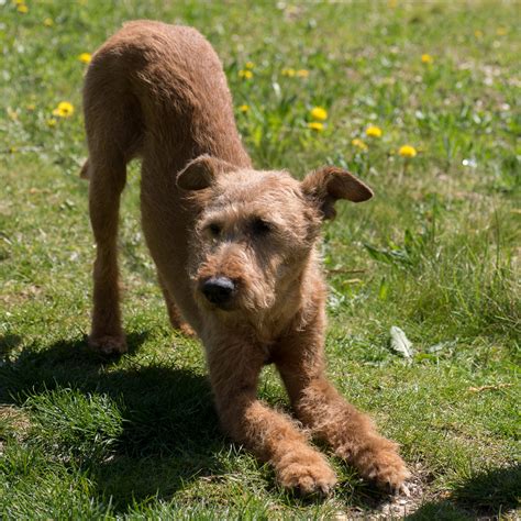 Free Images Grass Yoga Vertebrate Dog Breed Irish Terrier