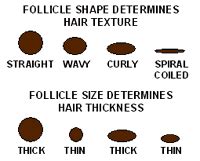 Another function of hair follicle is giving color to your hair. Understanding Genetics