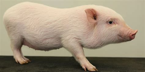Download this image now with a free trial. All Pig Breeds | Swine