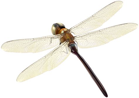 Dragonfly Clipart Insect Picture 949023 Dragonfly Clipart Insect