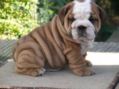 In some cases we have retired breeding adults for adoption (i refuse. AFFECTIONATE ENGLISH BULLDOG PUPPIES, FOR ADOPTION,
