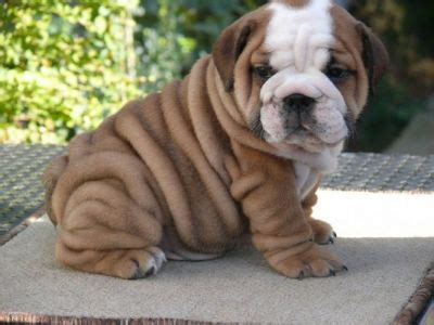 Our british bulldog for sale are clean. AFFECTIONATE ENGLISH BULLDOG PUPPIES, FOR ADOPTION,