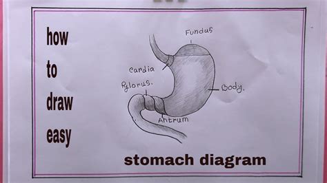 How How To Draw Stomachdraw Stomach Diagram Youtube